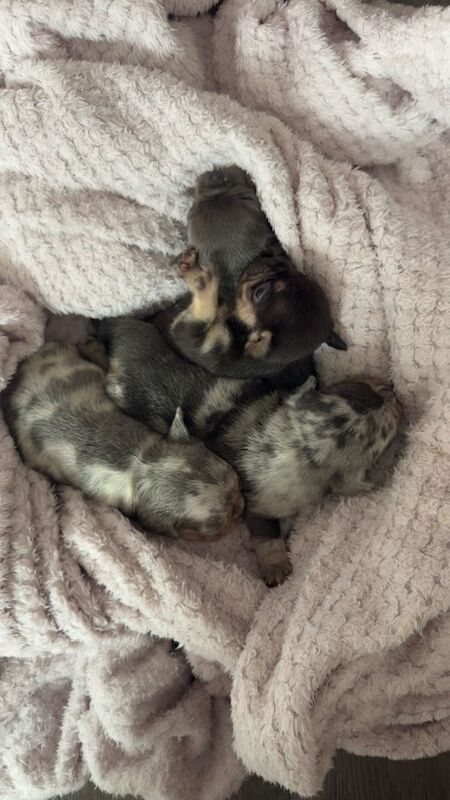 Frenchie Puppies For Sale