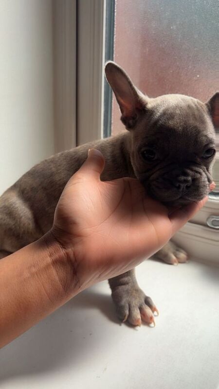 Beautiful Frenchbull dog puppies - Image 2 of 5
