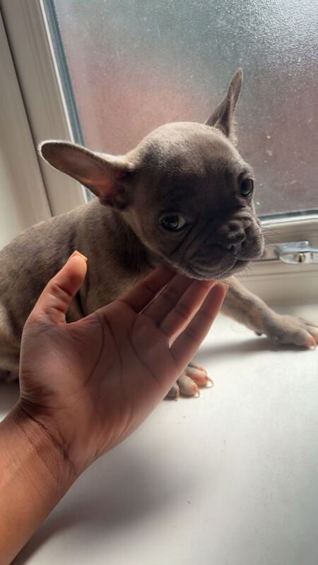 Beautiful Frenchbull dog puppies - Image 3 of 5