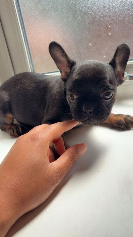 Beautiful Frenchbull dog puppies - Image 4 of 5