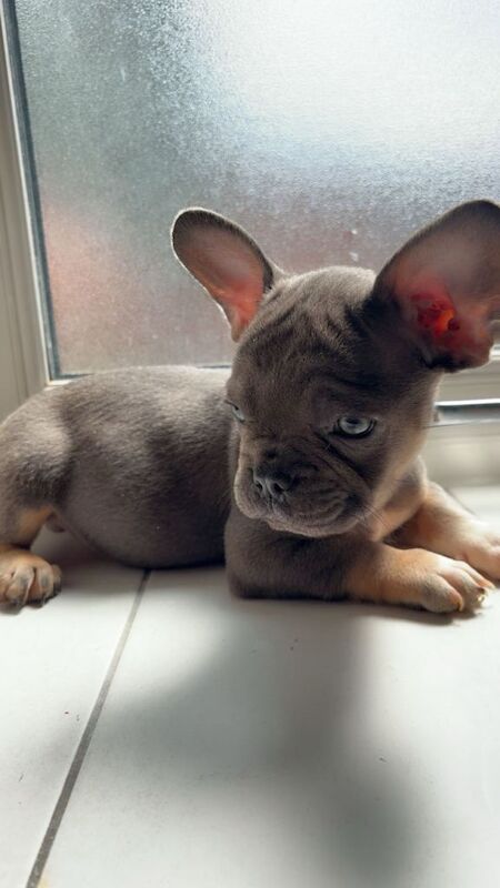 Beautiful Frenchbull dog puppies - Image 5 of 5