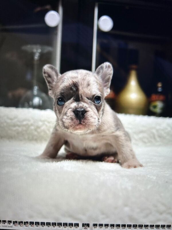 French Bulldog puppies for sale in Nuneaton, Warwickshire – 5 weeks old