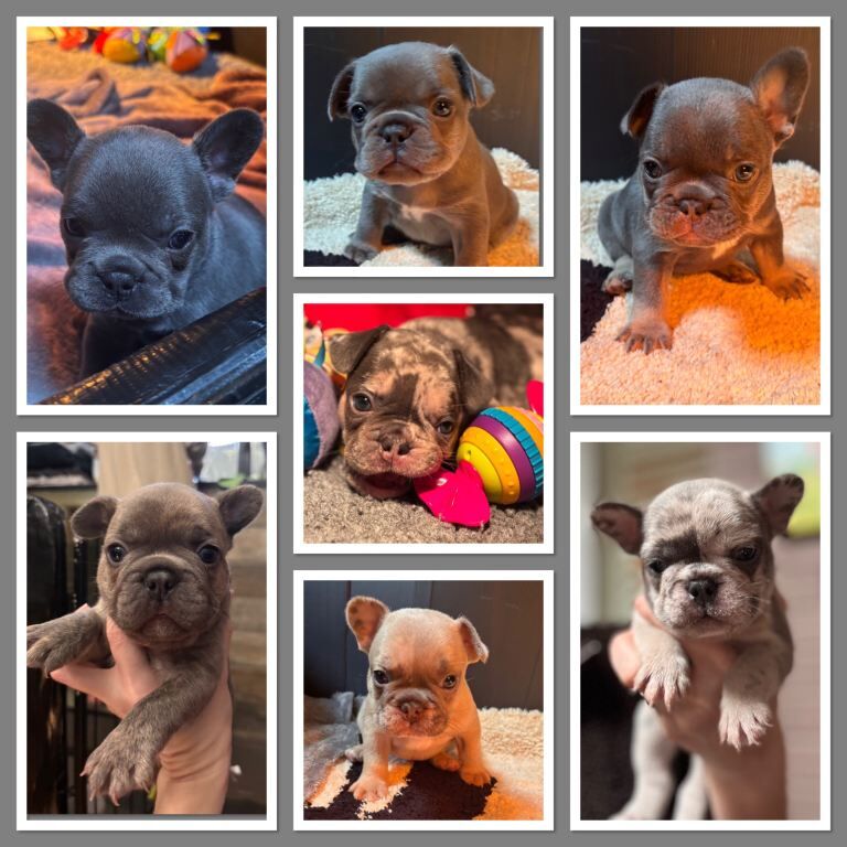 French Bulldog puppies for sale in Nuneaton, Warwickshire – 6 weeks old - Image 2 of 4