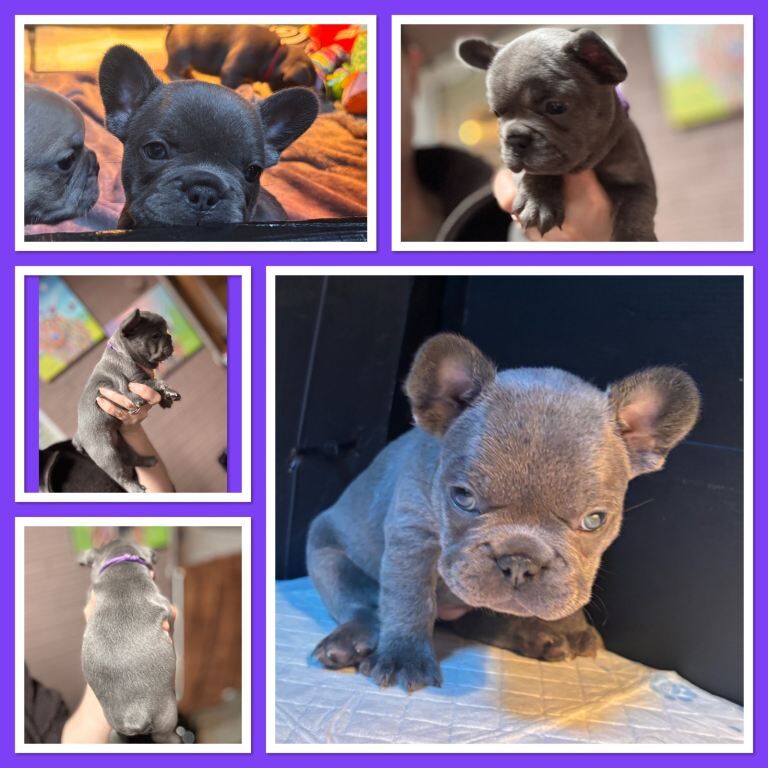 French Bulldog puppies for sale in Nuneaton, Warwickshire – 6 weeks old - Image 3 of 4