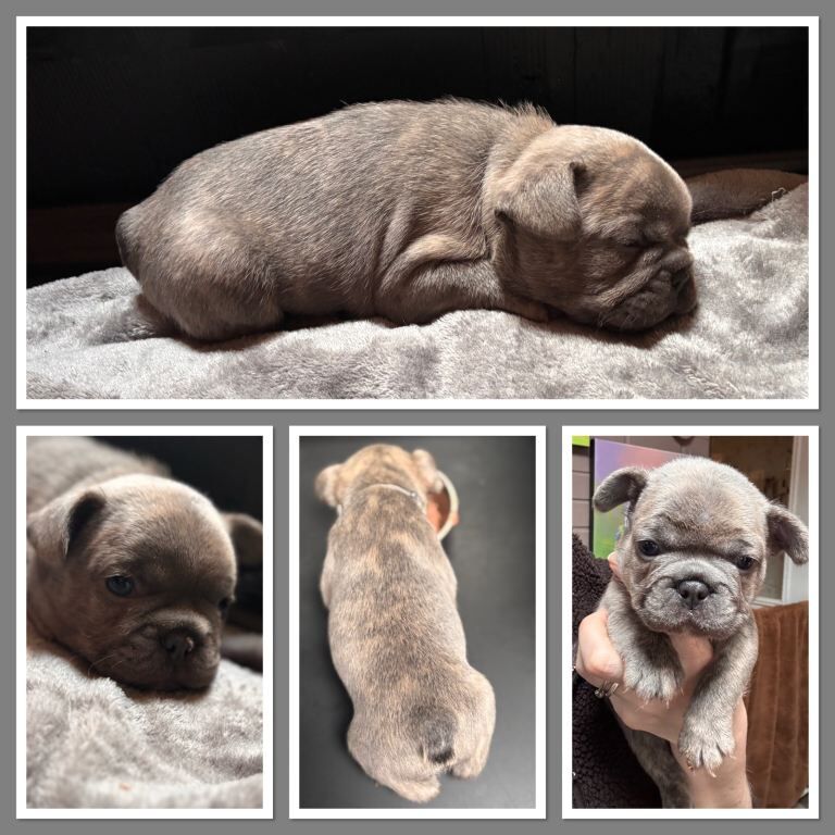 French Bulldog puppies for sale in Nuneaton, Warwickshire – 6 weeks old - Image 4 of 4