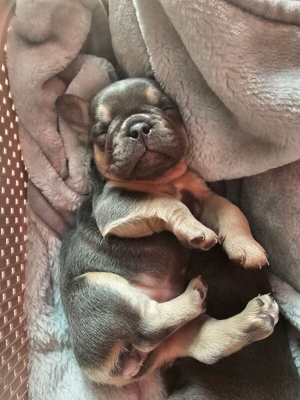 Beautiful frenchie girls for sale in Coalisland, County Tyrone