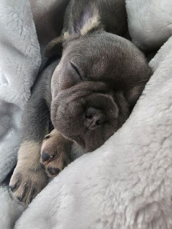 Beautiful frenchie girls for sale in Coalisland, County Tyrone - Image 3