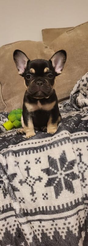 French Bulldog puppies for sale in Bridgend, Aberdeenshire – 8 weeks old