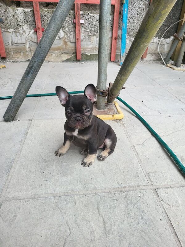 French Bulldog puppies for sale in Bridgend, Aberdeenshire – 8 weeks old - Image 2 of 3