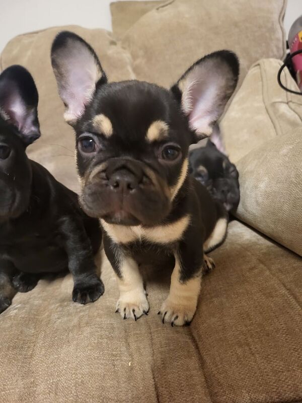 French Bulldog puppies for sale in Bridgend, Aberdeenshire – 8 weeks old - Image 3 of 3