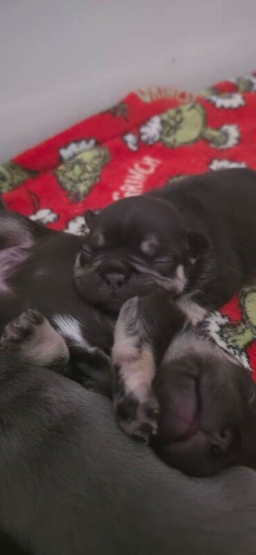 Beautiful frenchie puppies