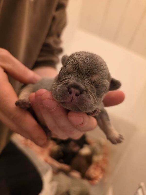 Beautiful frenchie puppies - Image 2 of 4