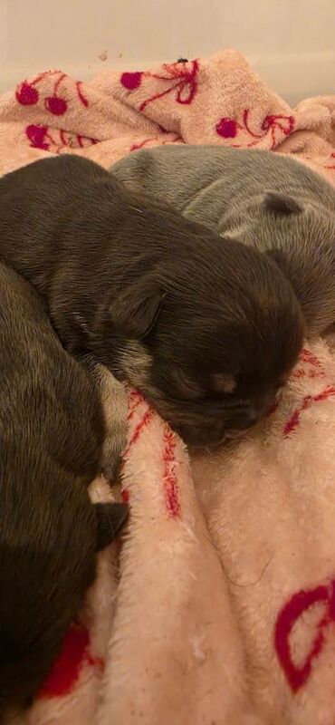 Beautiful frenchie puppies - Image 3 of 4