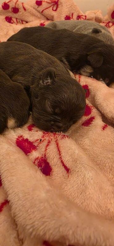 Beautiful frenchie puppies - Image 4 of 4