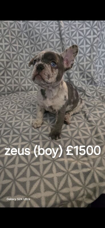 French Bulldog puppies for sale in Wolverhampton, West Midlands – KC registered, 1 year old - Image 3 of 5