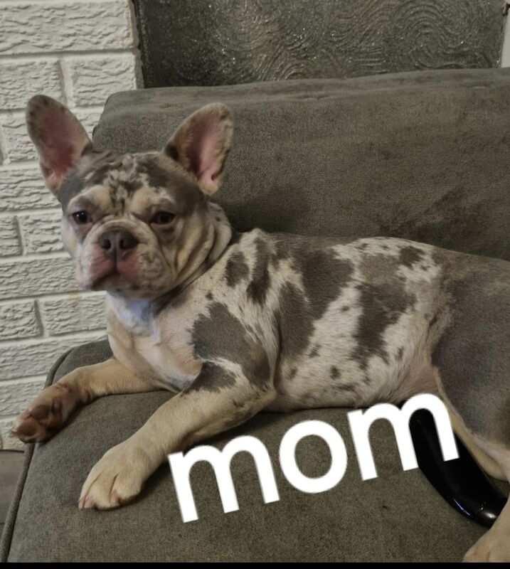 Beautiful Frenchie puppys for sale in Wolverhampton, West Midlands | Image 4