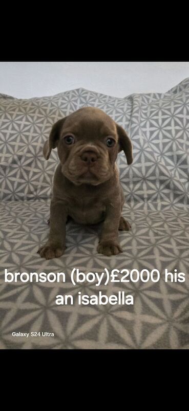 Beautiful Frenchie puppys for sale in Wolverhampton, West Midlands | Image 2