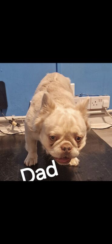 French Bulldog puppies for sale in Wolverhampton, West Midlands – KC registered, 1 year old - Image 5 of 5