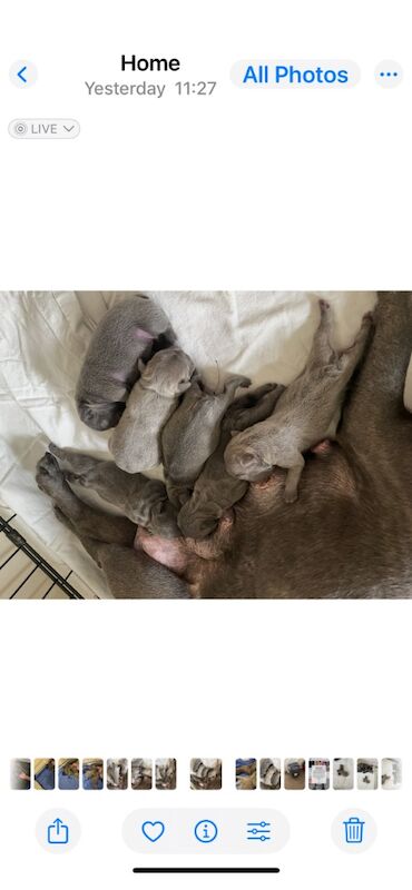 French Bulldog puppies for sale in Driffield, East Riding of Yorkshire – KC registered, 3 days old
