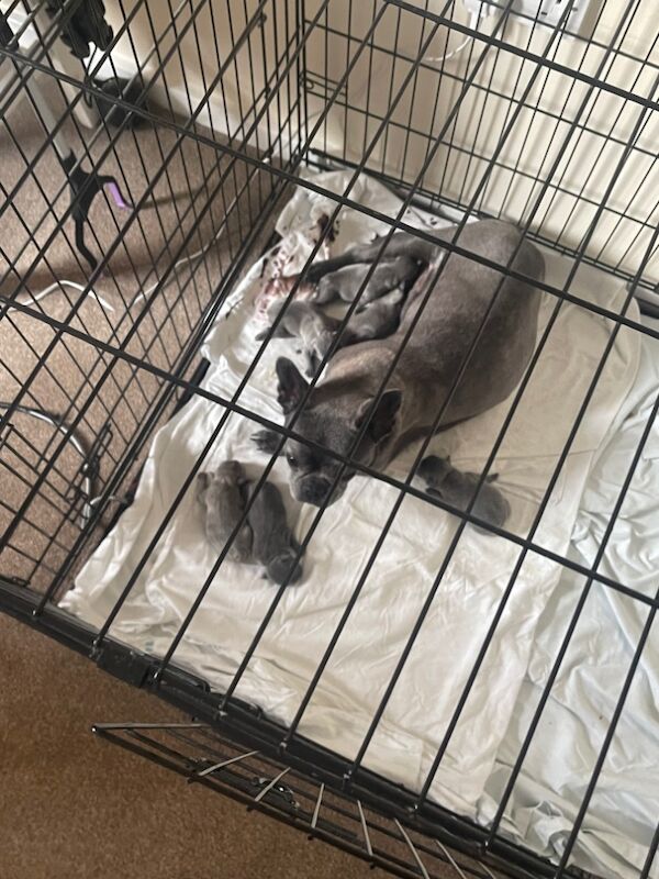 French Bulldog puppies for sale in Driffield, East Riding of Yorkshire – KC registered, 3 days old - Image 2 of 3