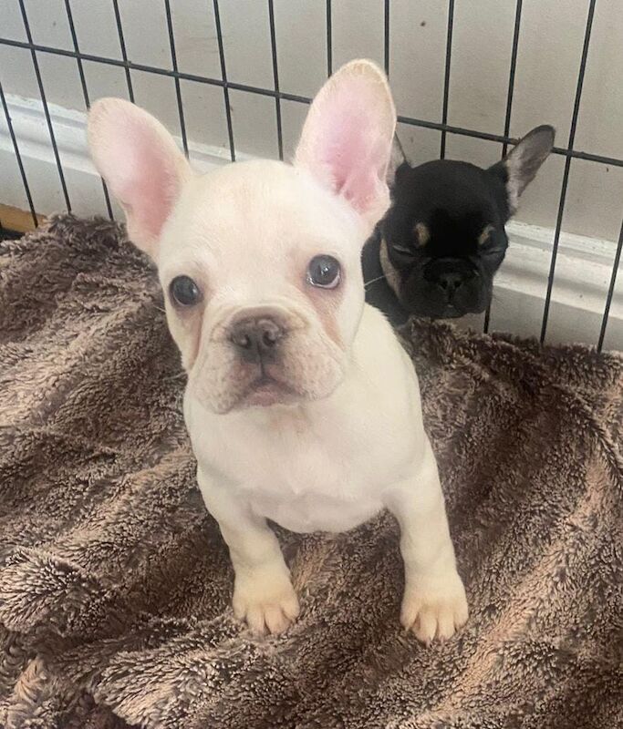 French Bulldog puppies for sale in Burnley, Lancashire – KC registered, 1 year old - Image 2 of 4