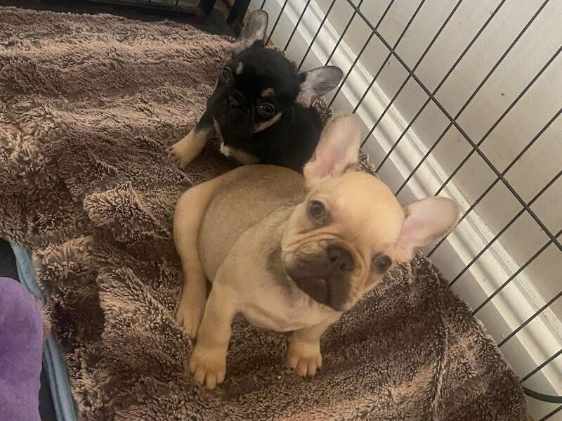 French Bulldog puppies for sale in Burnley, Lancashire – KC registered, 1 year old - Image 3 of 4