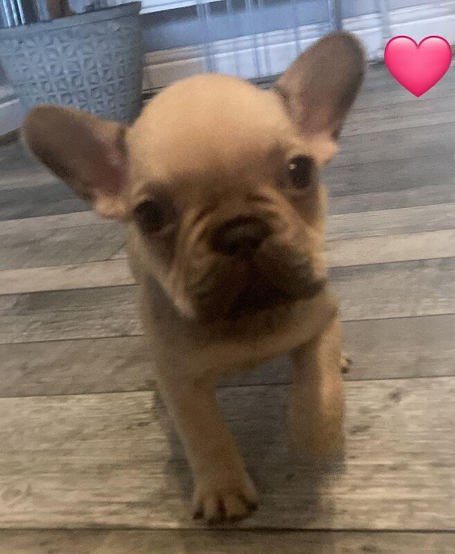 French Bulldog puppies for sale in Burnley, Lancashire – KC registered, 1 year old - Image 4 of 4