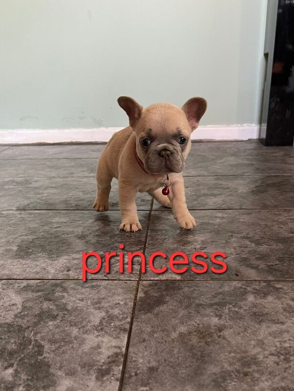 French Bulldog puppies for sale in Nottingham, Nottinghamshire – KC registered, 1 year old