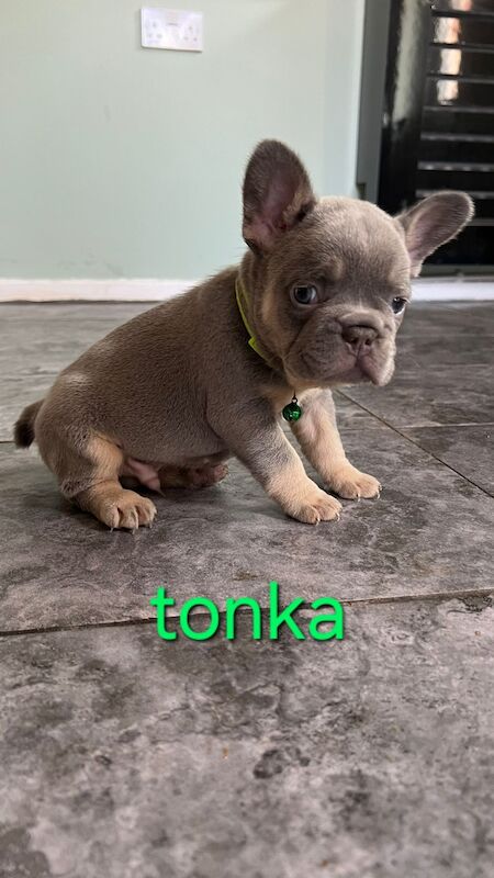 Beautiful frenchies for sale in Nottingham, Nottinghamshire | Image 2
