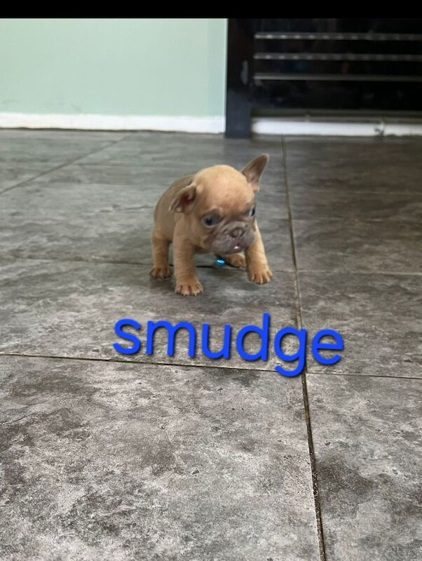 French Bulldog puppies for sale in Nottingham, Nottinghamshire – KC registered, 1 year old - Image 3 of 4