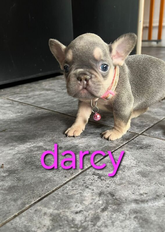 French Bulldog puppies for sale in Nottingham, Nottinghamshire – KC registered, 1 year old - Image 4 of 4