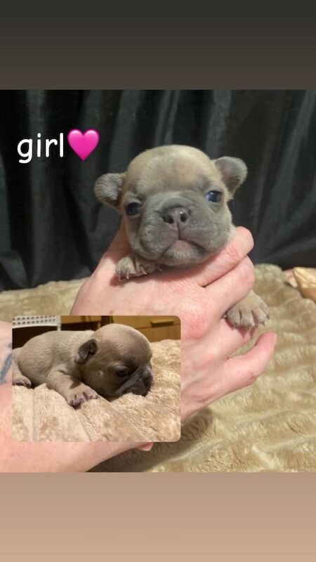 French Bulldog puppies for sale in Eye, Cambridgeshire – 3 weeks old