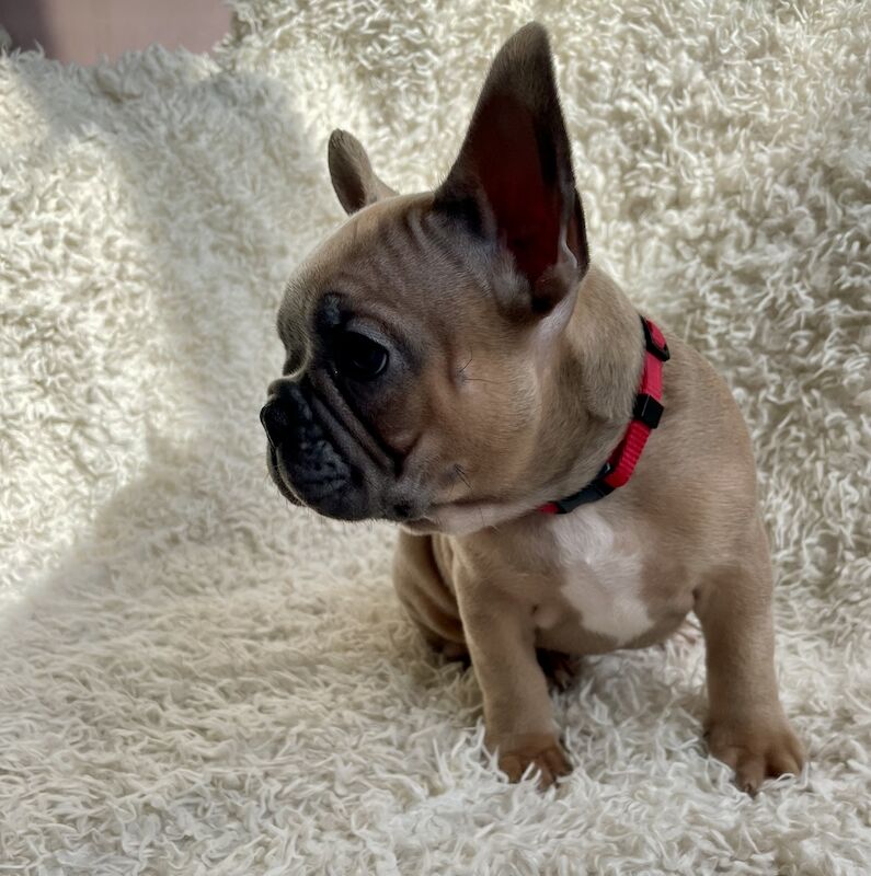 Beautiful Frenchies for Sale in Birmingham, West Midlands | Image 3