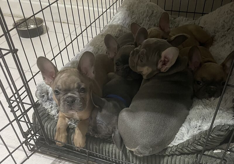 French Bulldog puppies for sale in Birmingham, West Midlands – KC registered, 1 year old - Image 5 of 9