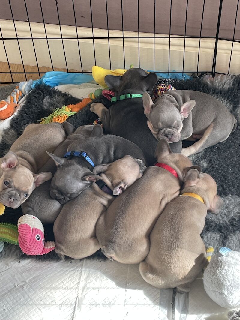 French Bulldog puppies for sale in Birmingham, West Midlands – KC registered, 1 year old - Image 7 of 9