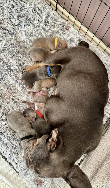 French Bulldog puppies for sale in Birmingham, West Midlands – KC registered, 1 year old - Image 9 of 9