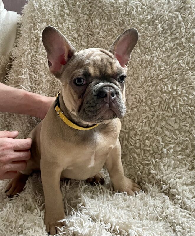 French Bulldog puppies for sale in Birmingham, West Midlands – KC registered, 1 year old - Image 2 of 9
