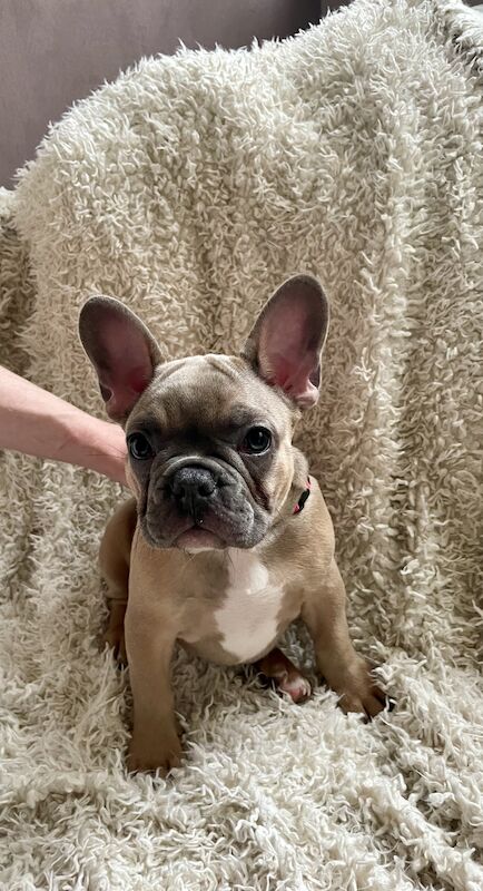 French Bulldog puppies for sale in Birmingham, West Midlands – KC registered, 1 year old - Image 4 of 9