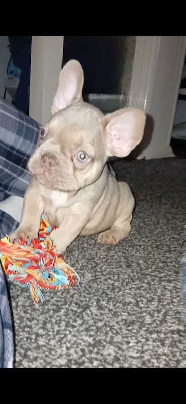 Beautiful friendly 8 week old Fawn coloured boy (french bulldog) - Image 2 of 2