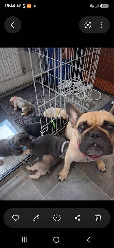 Beautiful kc registered frenchies pups