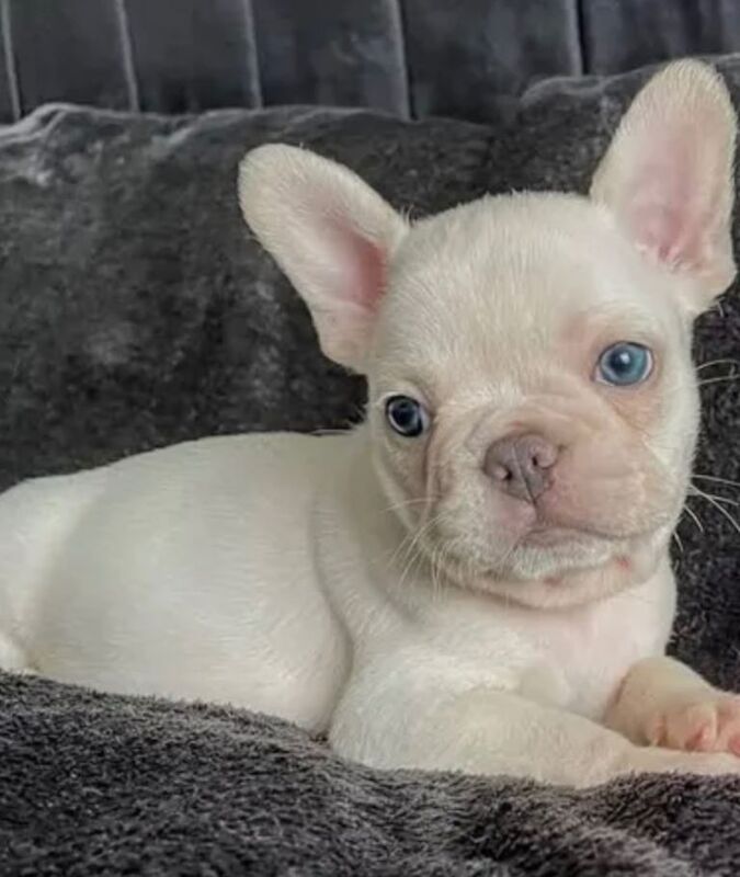 beautiful lady French Bulldog - Image 2 of 3