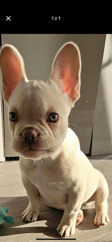 beautiful lady French Bulldog - Image 3 of 3