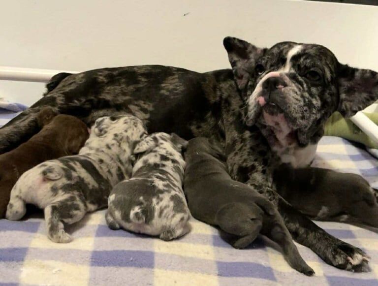 Beautiful litter of 5 French bulldog puppies for sale in Basingstoke, Hampshire