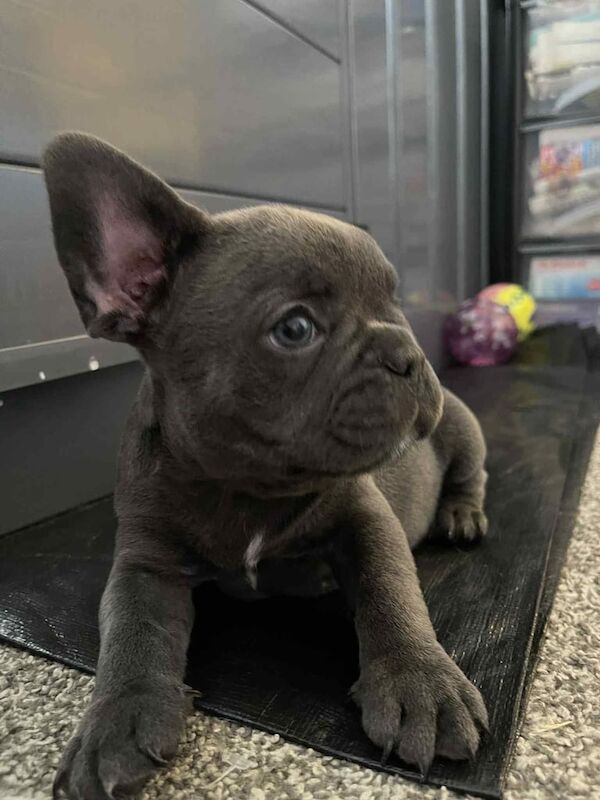 Beautiful litter of 5 French bulldog puppies for sale in Basingstoke, Hampshire | Image 3