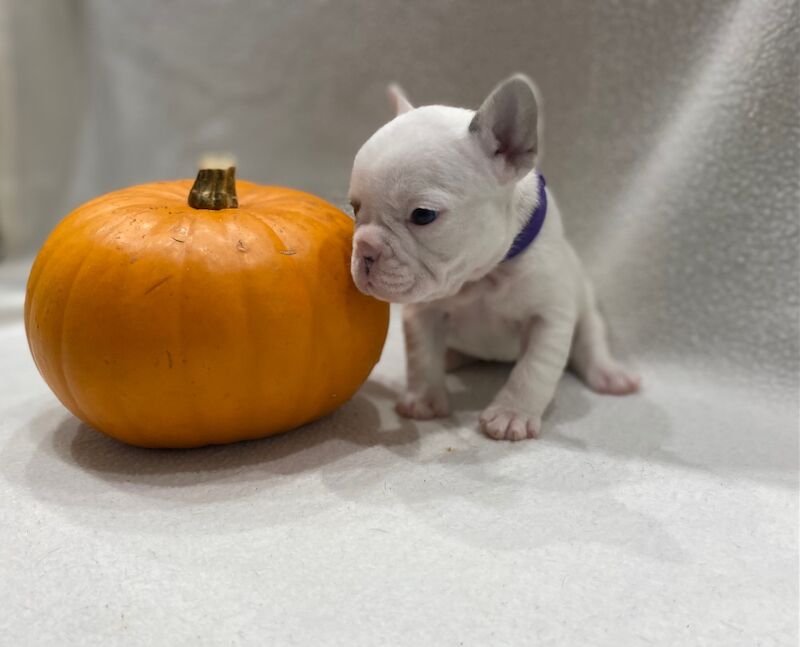 French Bulldog puppies for sale in Rugeley, Staffordshire – KC registered, 11 months old