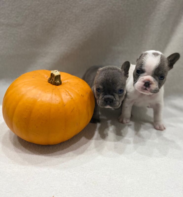 Beautiful litter of 6! for sale in Rugeley, Staffordshire | Image 2