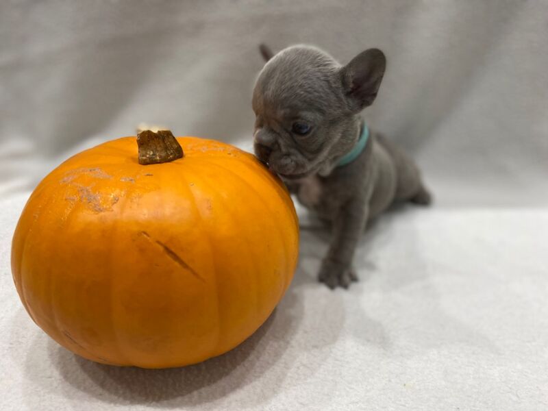 Beautiful litter of 6! for sale in Rugeley, Staffordshire | Image 3