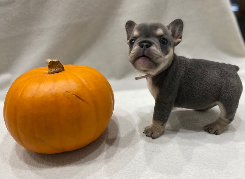 Beautiful litter of 6! for sale in Rugeley, Staffordshire | Image 4