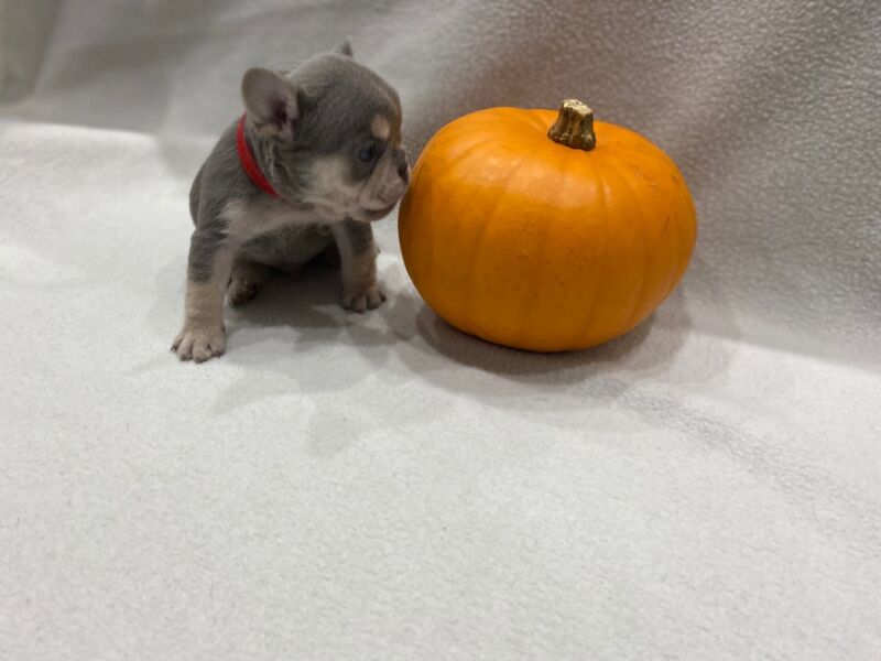 French Bulldog puppies for sale in Rugeley, Staffordshire – KC registered, 10 months old - Image 5 of 5