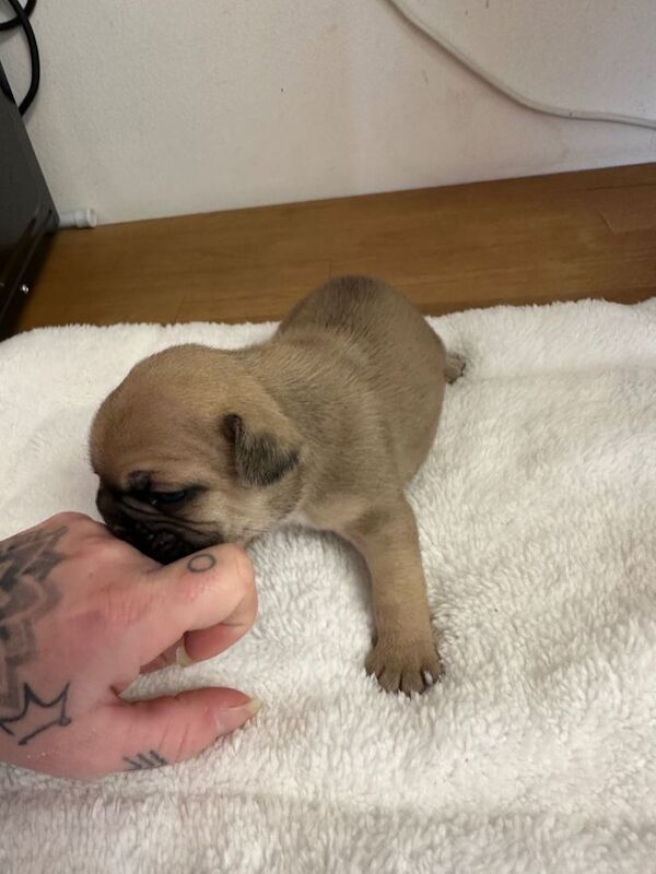 Frenchie Puppies For Sale